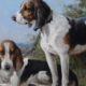 The Role of Dogs in Art Companions, Hunters and Symbols